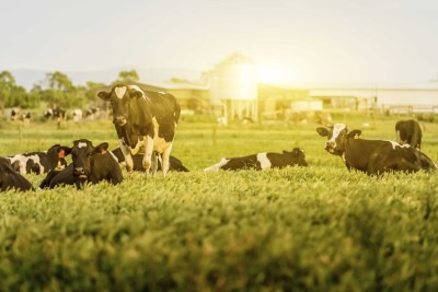 Mental Health for Dairy Farmers